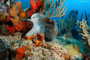 Optopus resting in its colorful reef. Site name Two for Y... by Pedro Padilla 